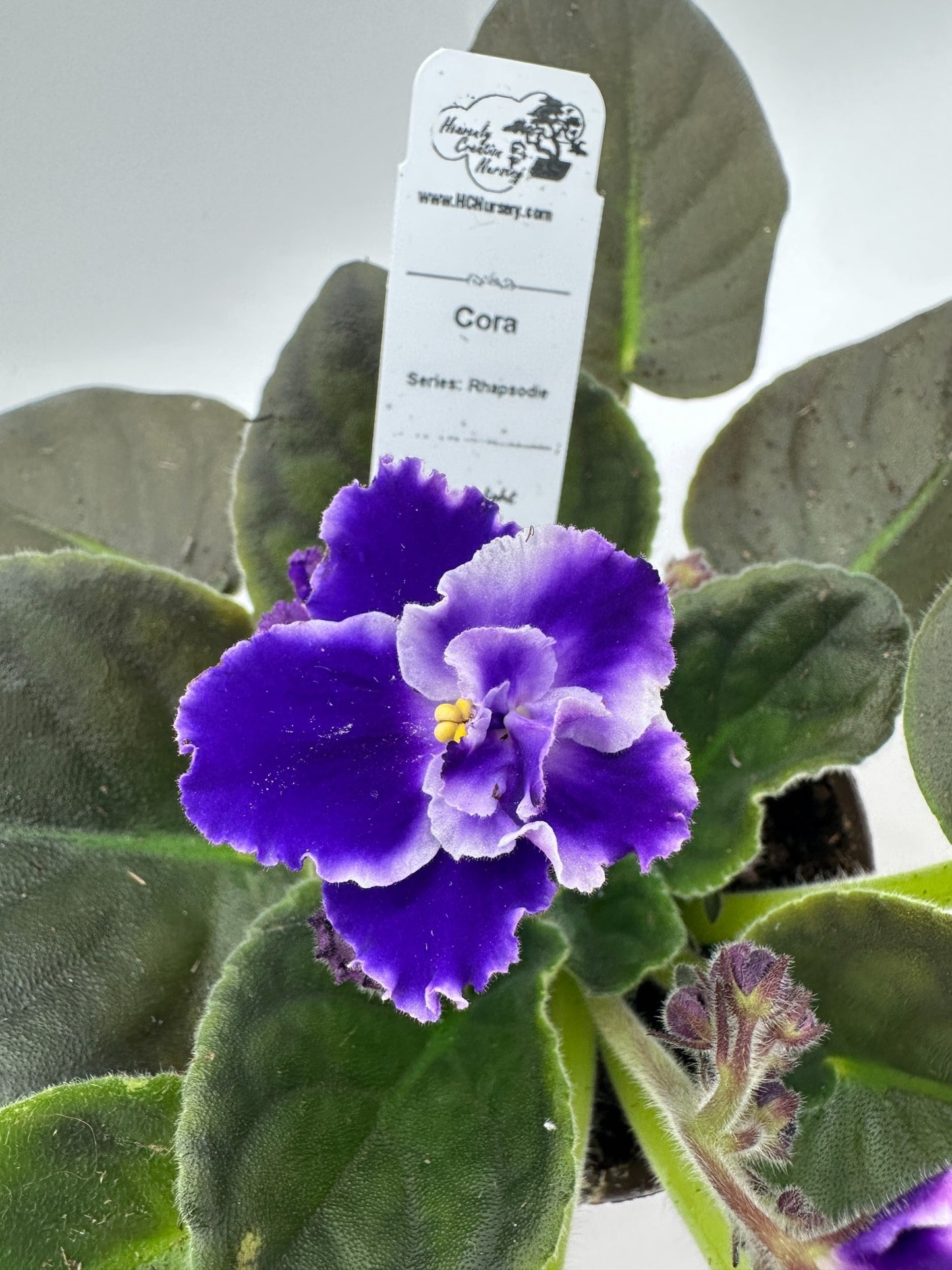 Cora - Live African Violet 4" - Series: Rhapsodie