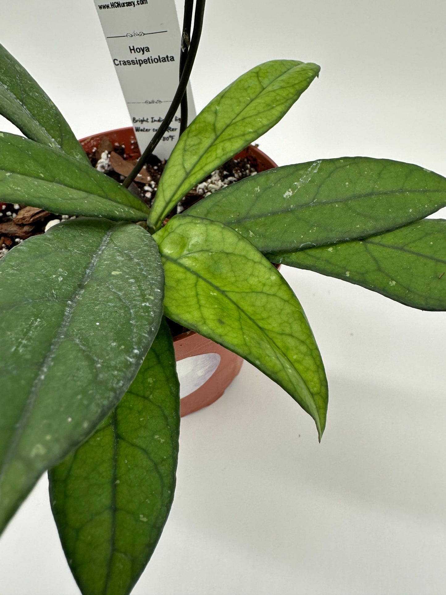 Crassipetiolata - Live Hoya 4"
