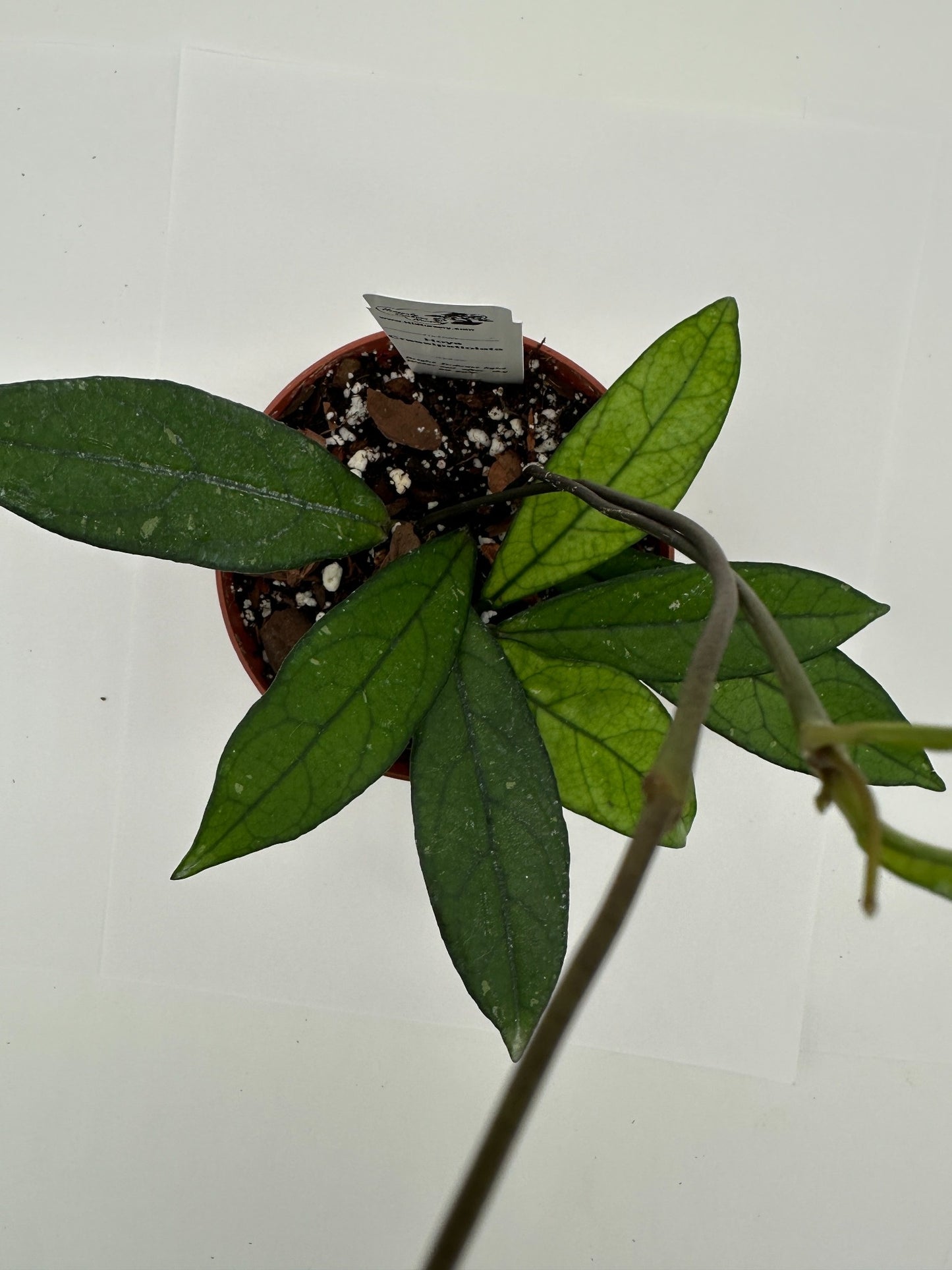 Crassipetiolata - Live Hoya 4"