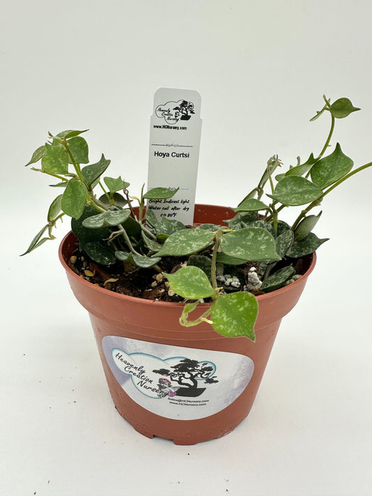 Curtsi - Live Hoya 4"