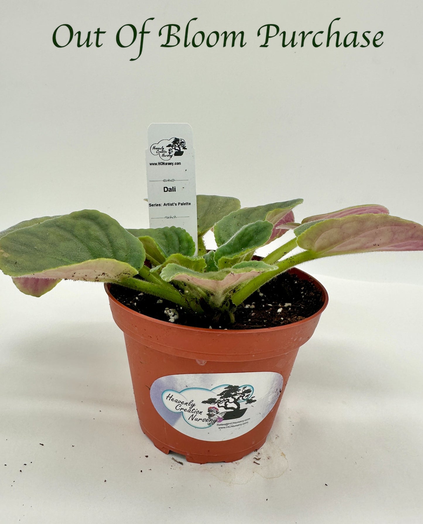 Dali - Live African Violet 4" - Series: Artist's Palette