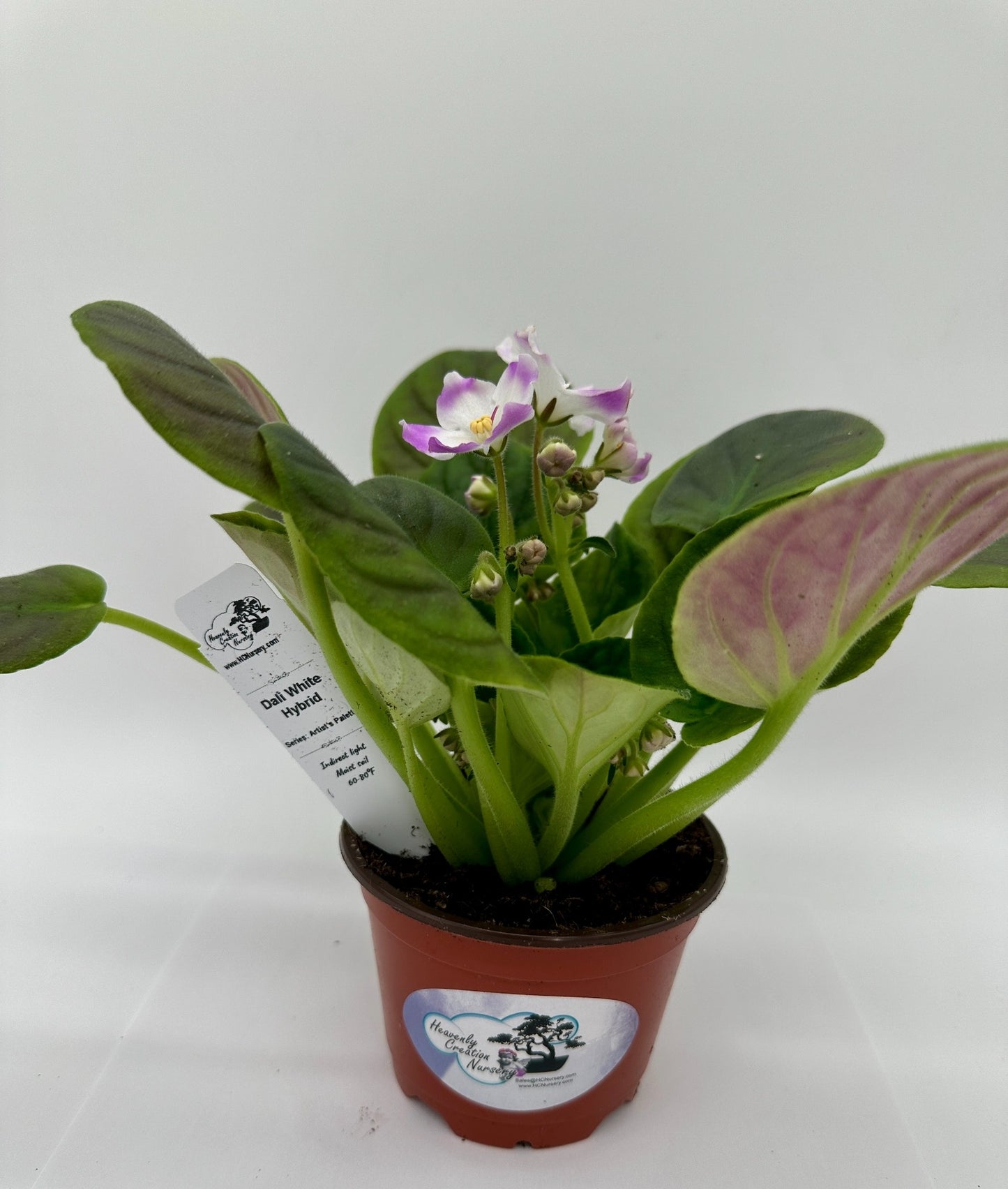 Dali - White Hybrid - Live African Violet 4" - Series: Artist's Palette