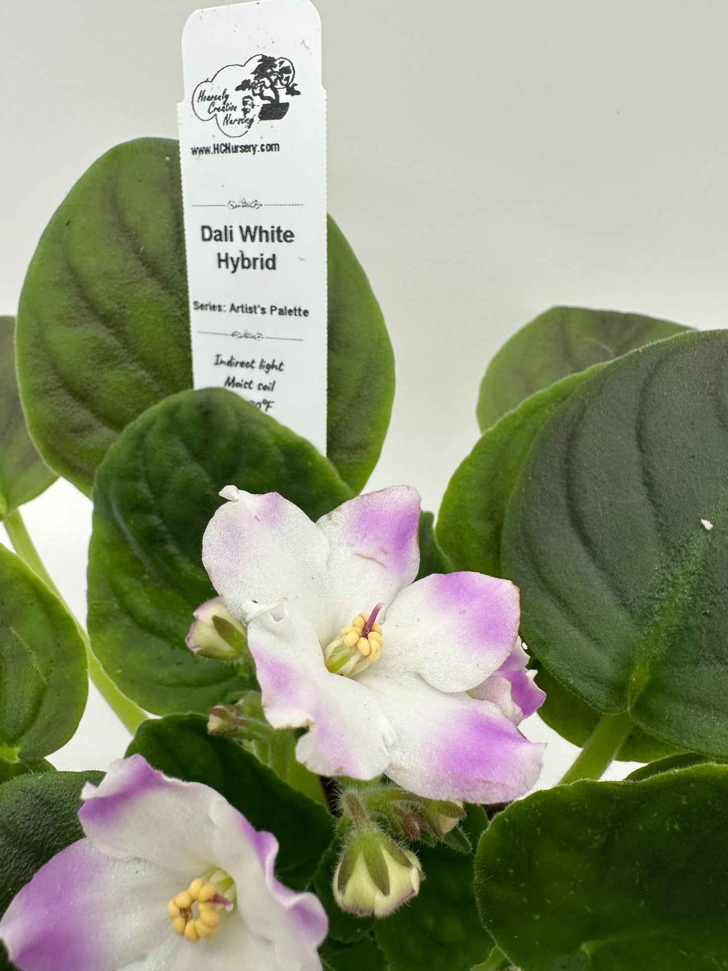 Dali - White Hybrid - Live African Violet 4" - Series: Artist's Palette