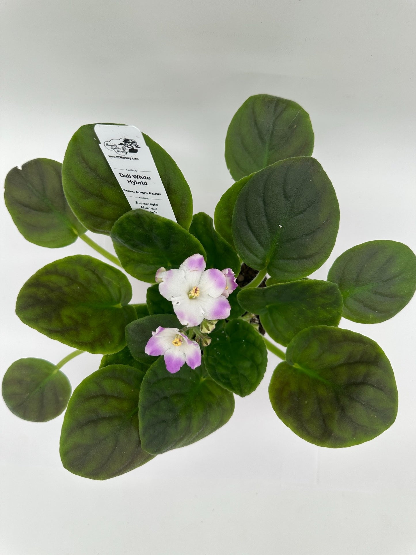Dali - White Hybrid - Live African Violet 4" - Series: Artist's Palette