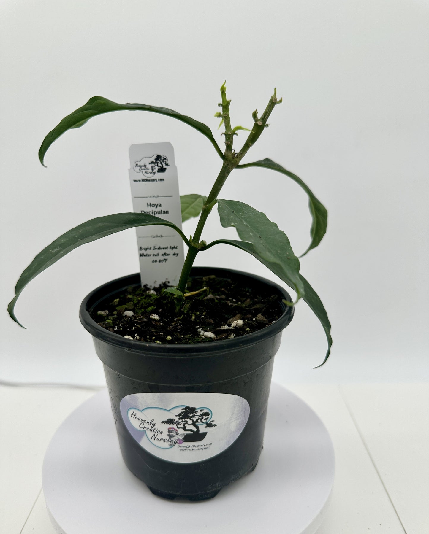 Decipulae - Live Hoya 4" Very Rare