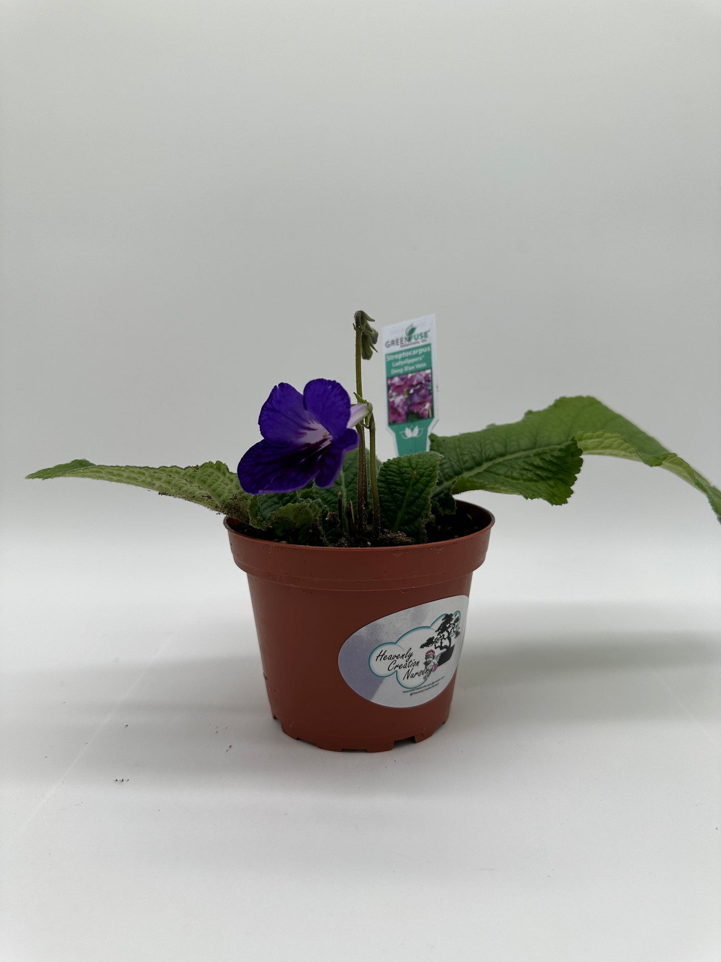 Deep Blue Vein Streptocarpus Ladyslipper (Cape Primrose) Live Plant in 4" nursery pot