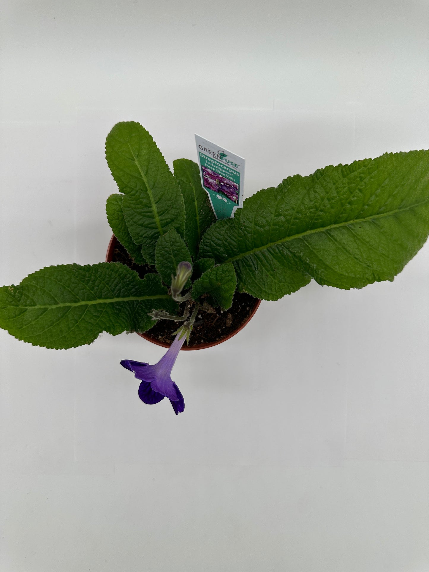 Deep Blue Vein Streptocarpus Ladyslipper (Cape Primrose) Live Plant in 4" nursery pot