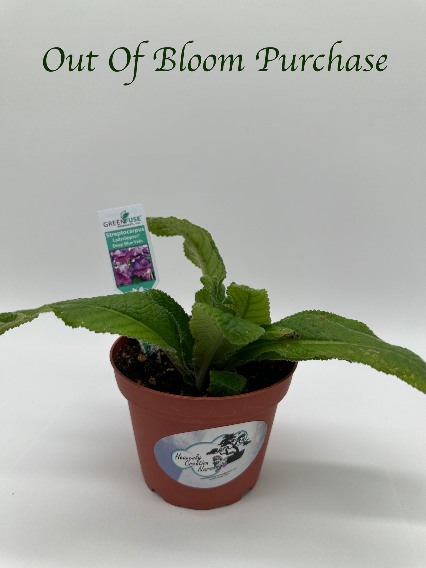Deep Blue Vein Streptocarpus Ladyslipper (Cape Primrose) Live Plant in 4" nursery pot