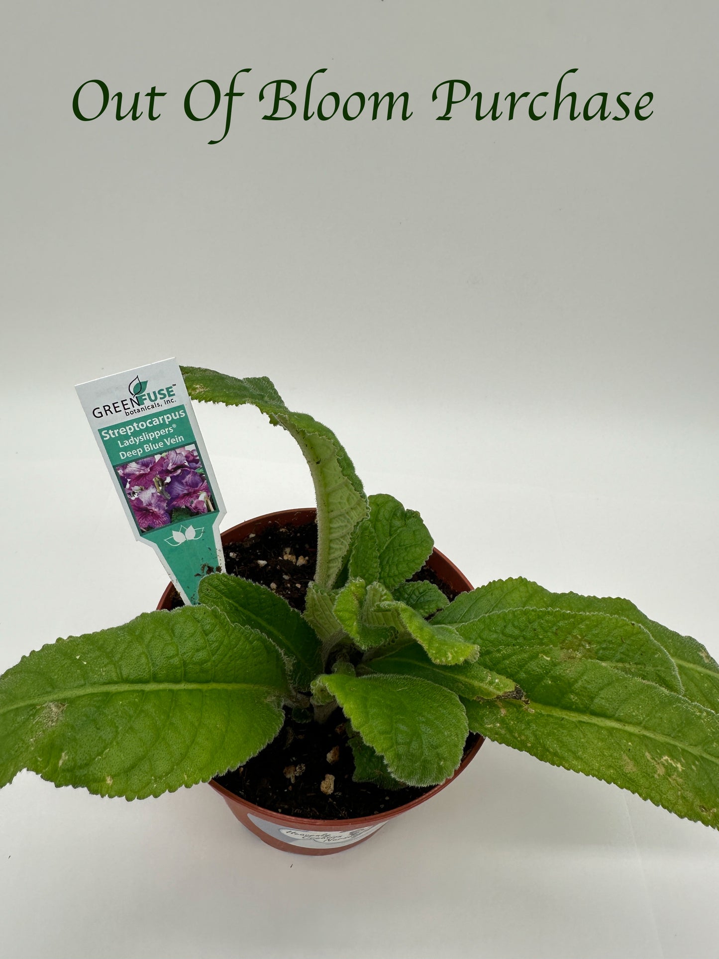 Deep Blue Vein Streptocarpus Ladyslipper (Cape Primrose) Live Plant in 4" nursery pot