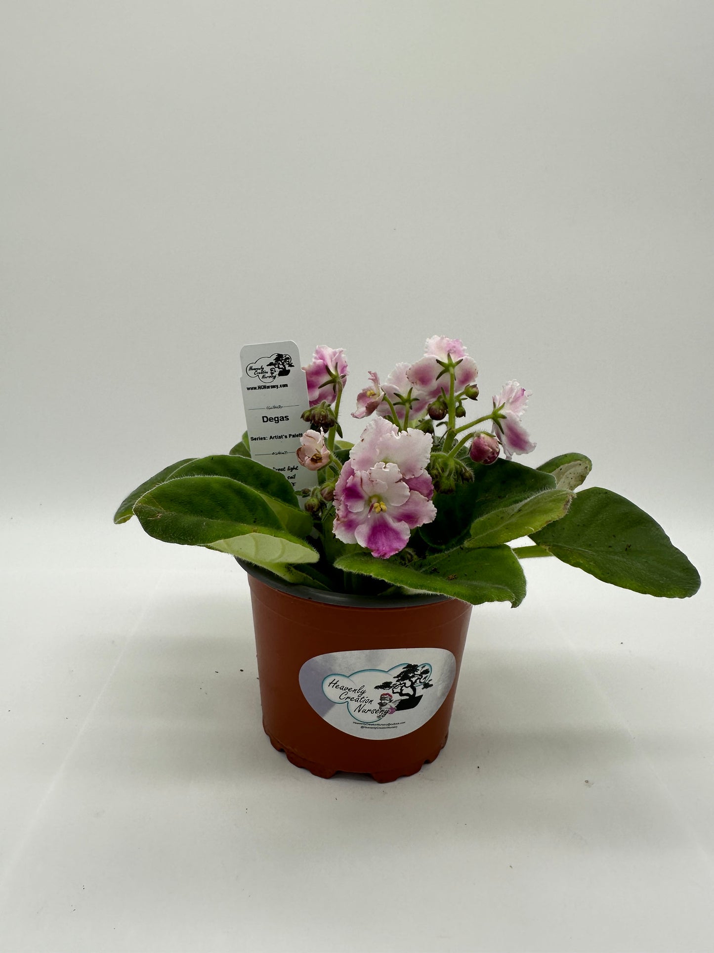 Degas - Live African Violet 4" - Series: Artist's Palette