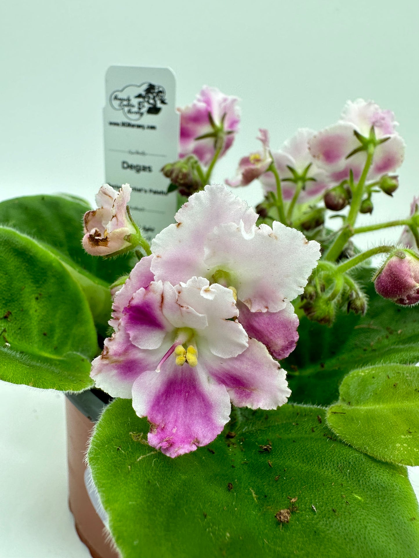 Degas - Live African Violet 4" - Series: Artist's Palette