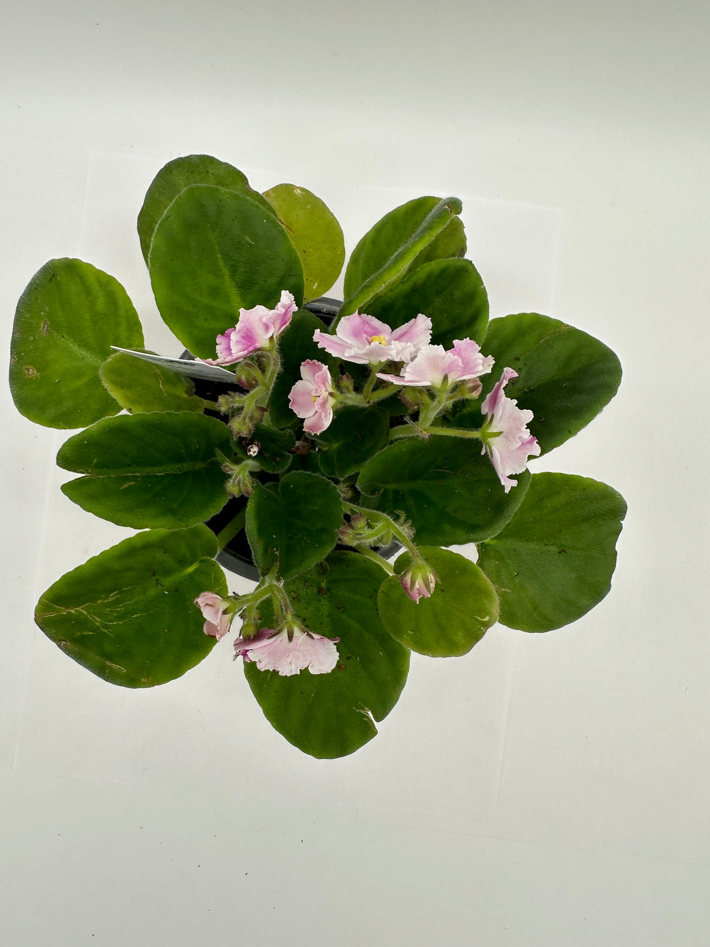 Degas - Live African Violet 4" - Series: Artist's Palette