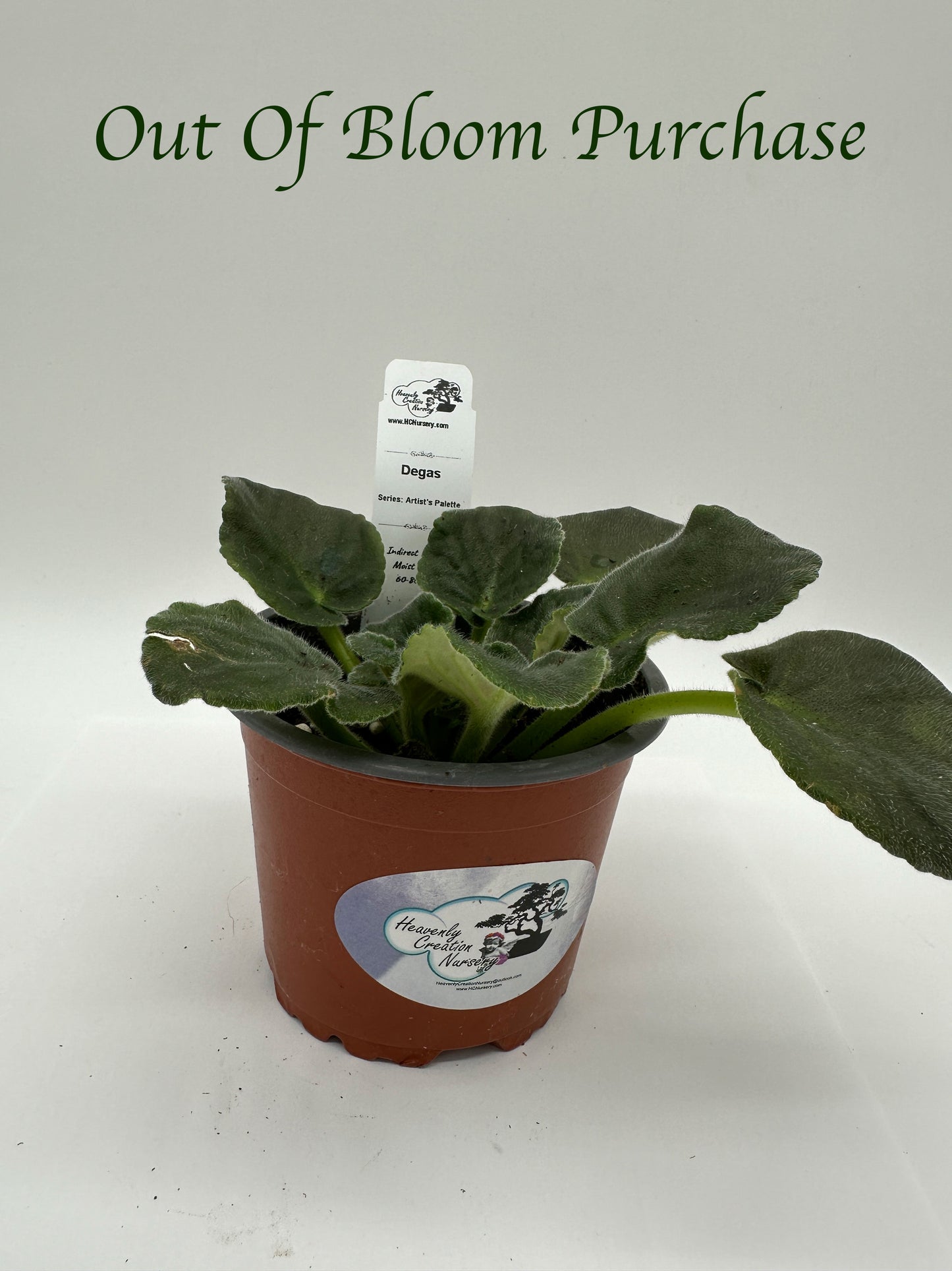 Degas - Live African Violet 4" - Series: Artist's Palette