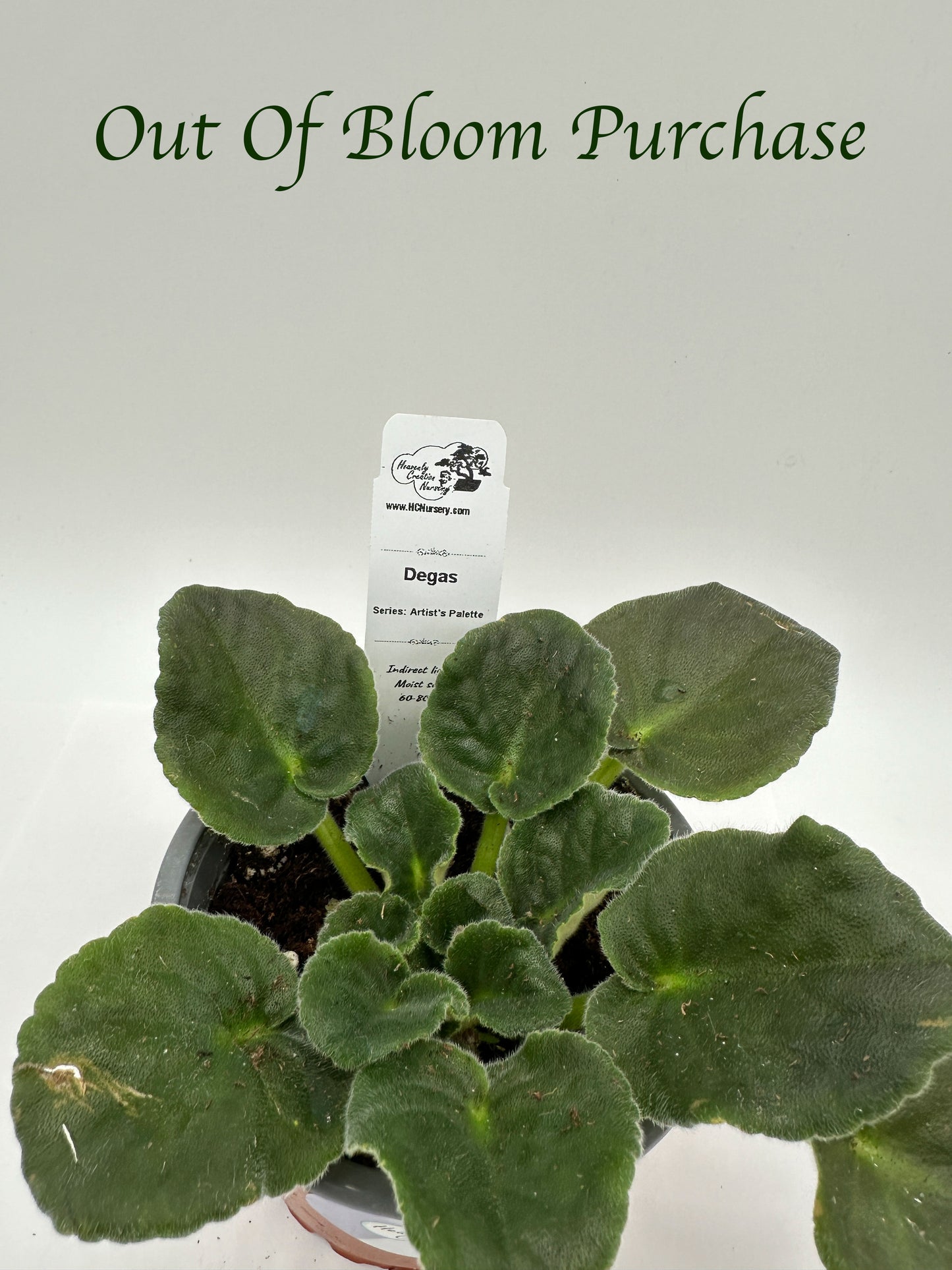 Degas - Live African Violet 4" - Series: Artist's Palette