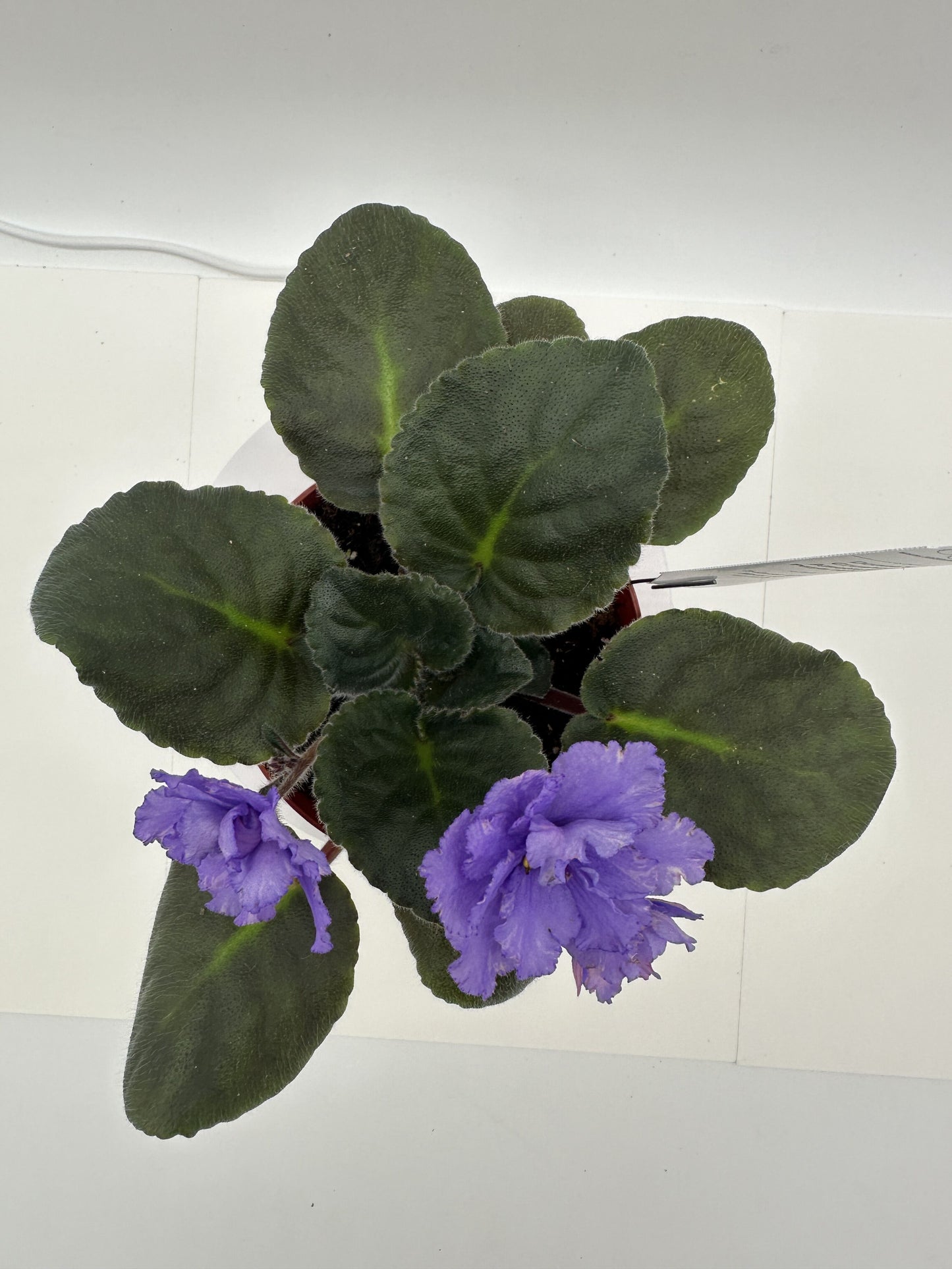 Donna's Crushed Amethyst - Purple Hybrid - Live African Violet 4"