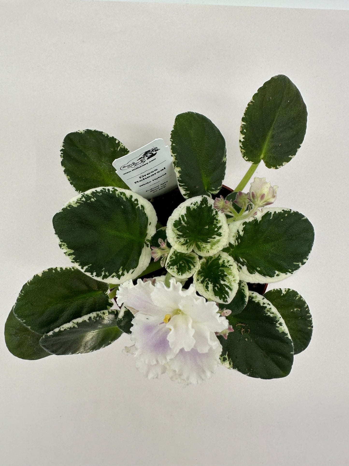 Dress Rehearsal - White Hybrid - Live African Violet 4"