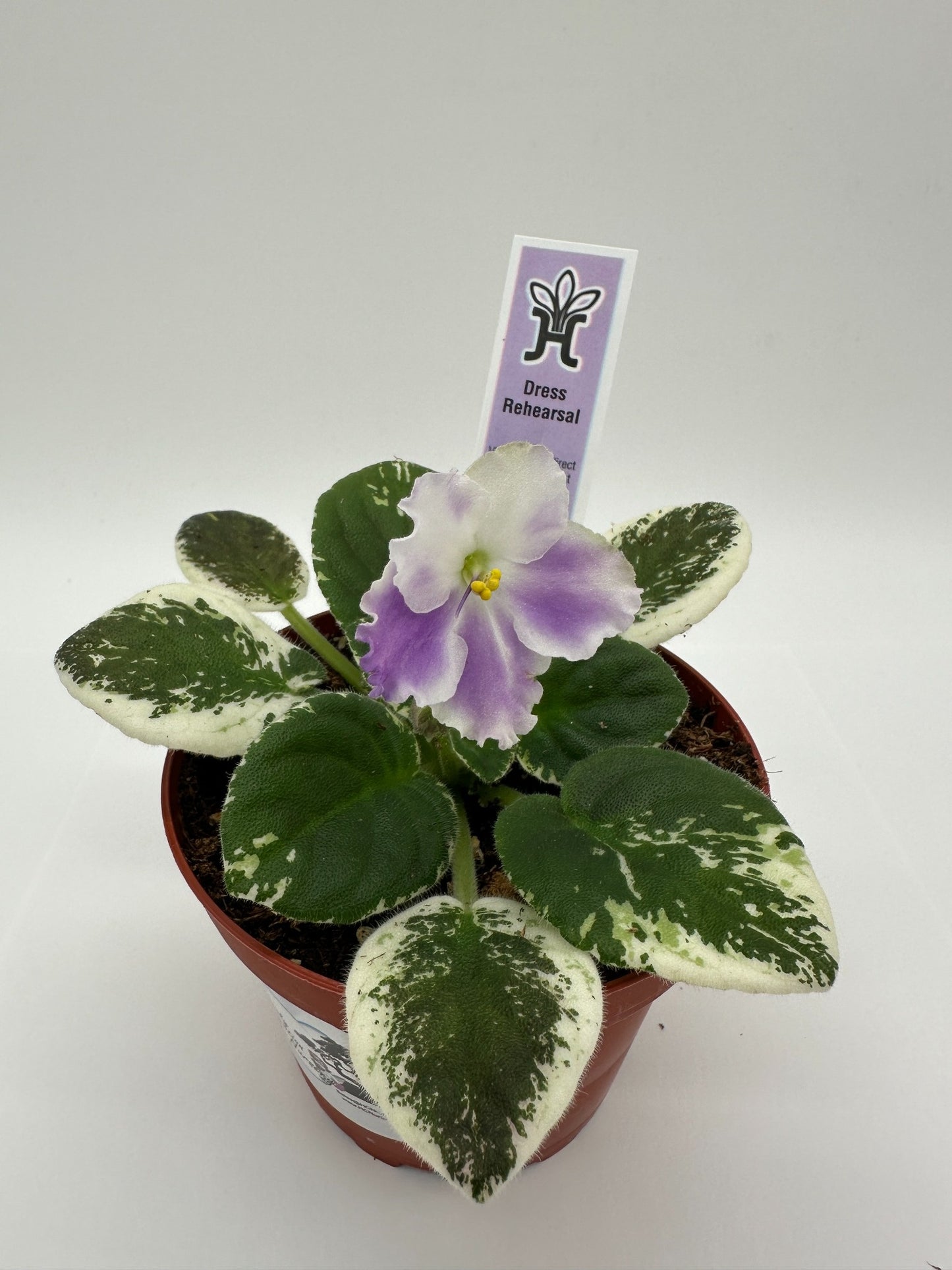 Dress Rehearsal - Live African Violet 4"