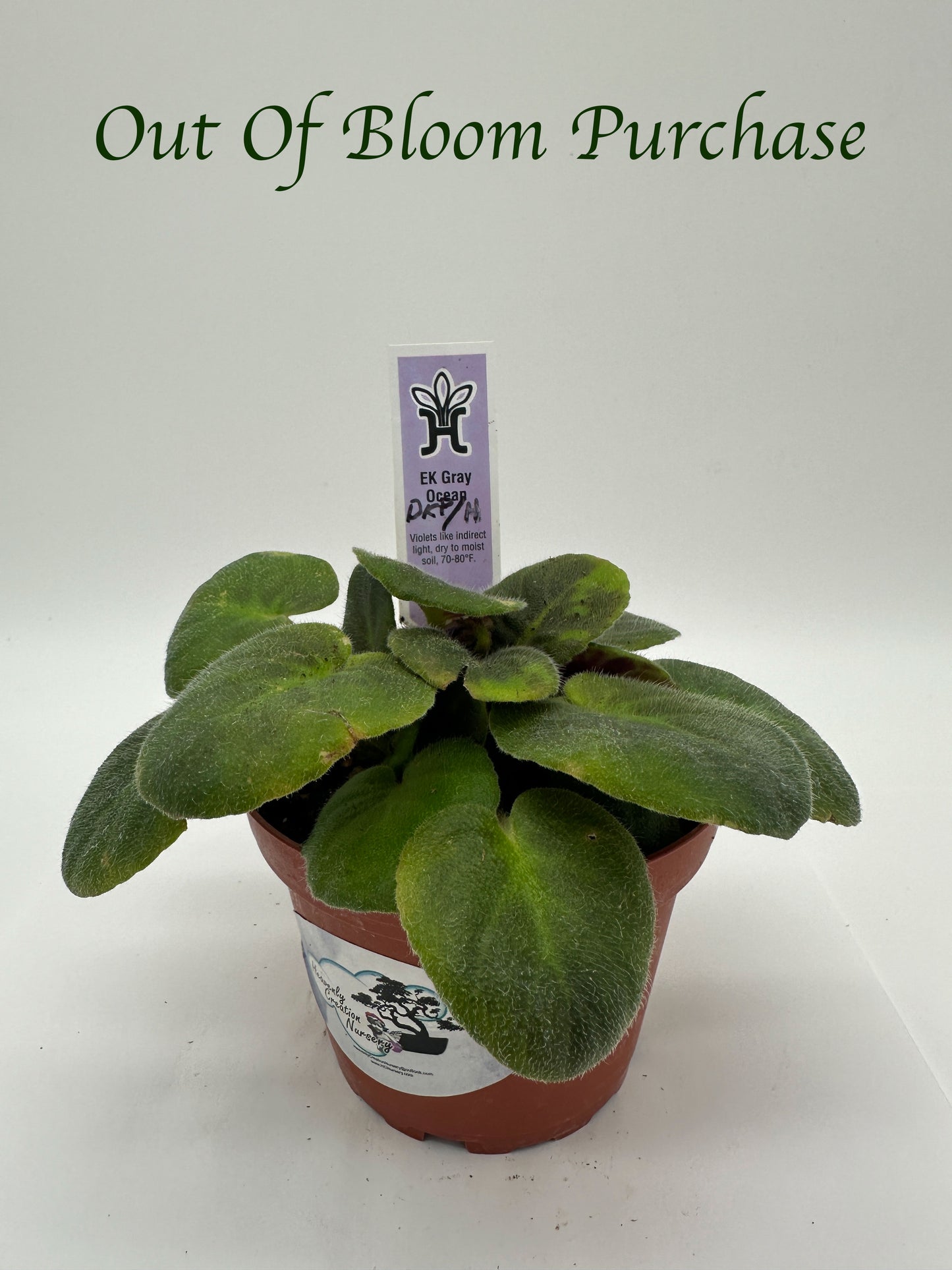 EK Gray Ocean - Dark Purple Hybrid - Live African Violet 4"