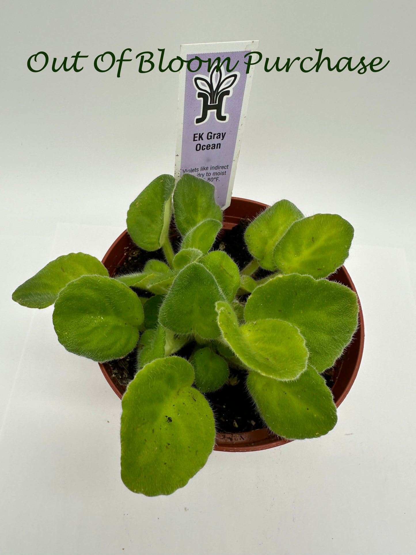 EK Gray Ocean - Live African Violet 4"