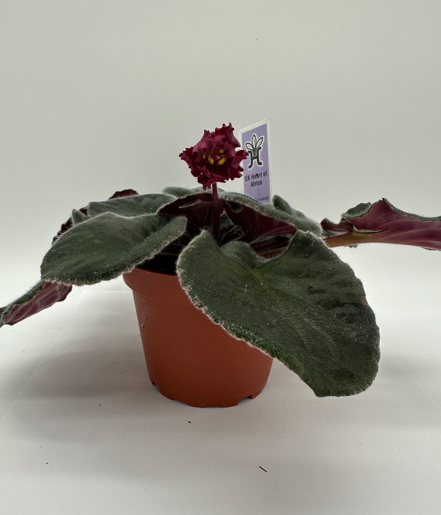EK Heart of Africa - Live African Violet 4"