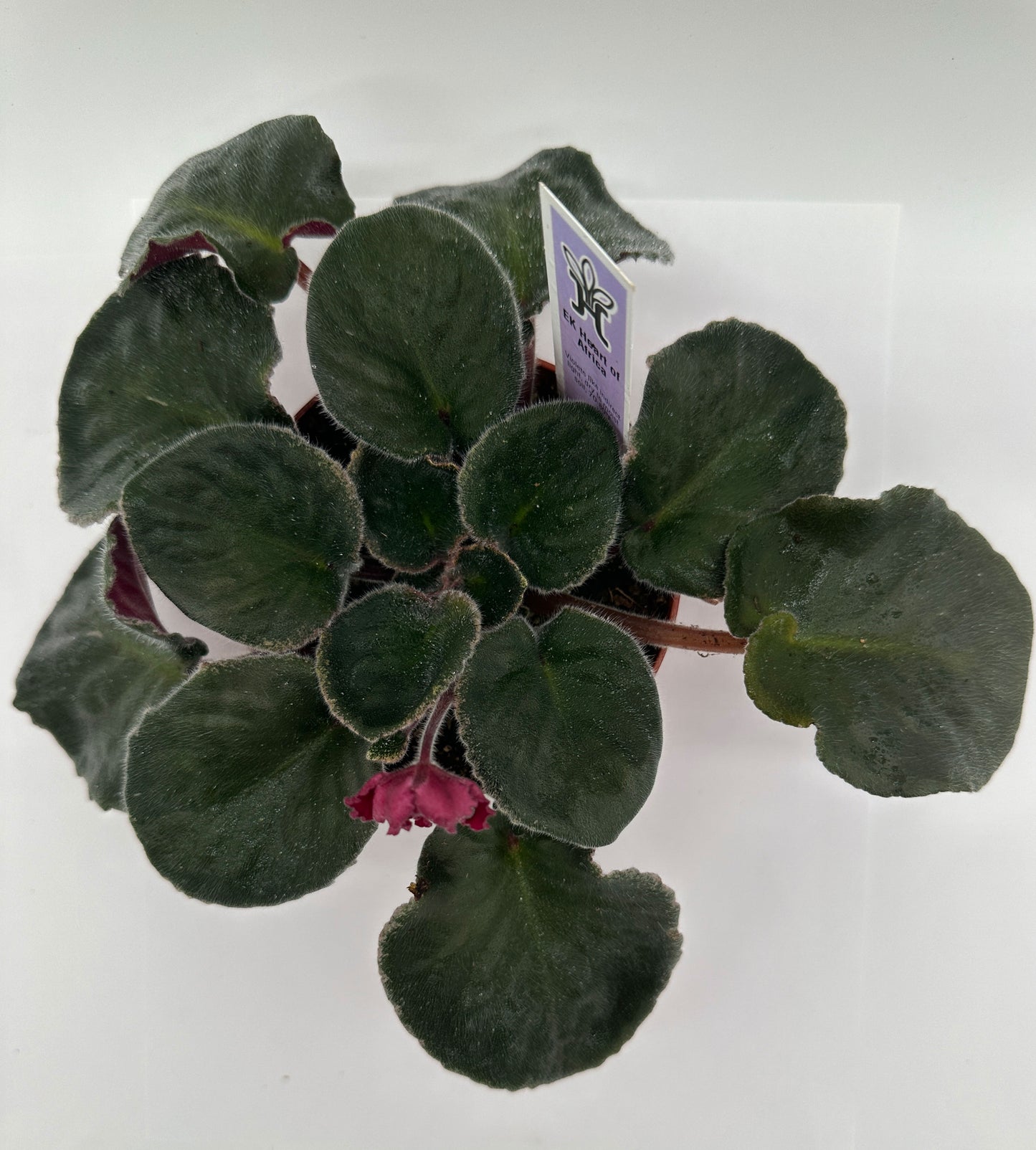 EK Heart of Africa - Live African Violet 4"