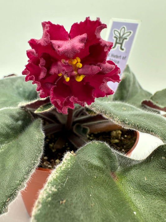 EK Heart of Africa - Live African Violet 4"