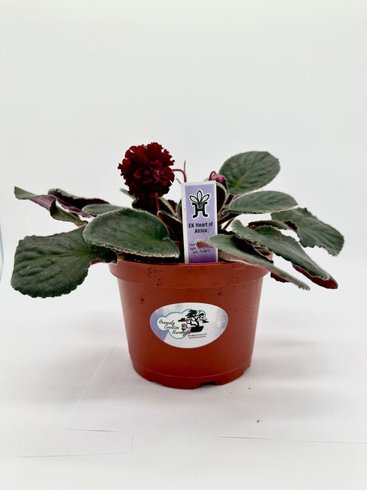 EK Heart of Africa - Live African Violet 6"