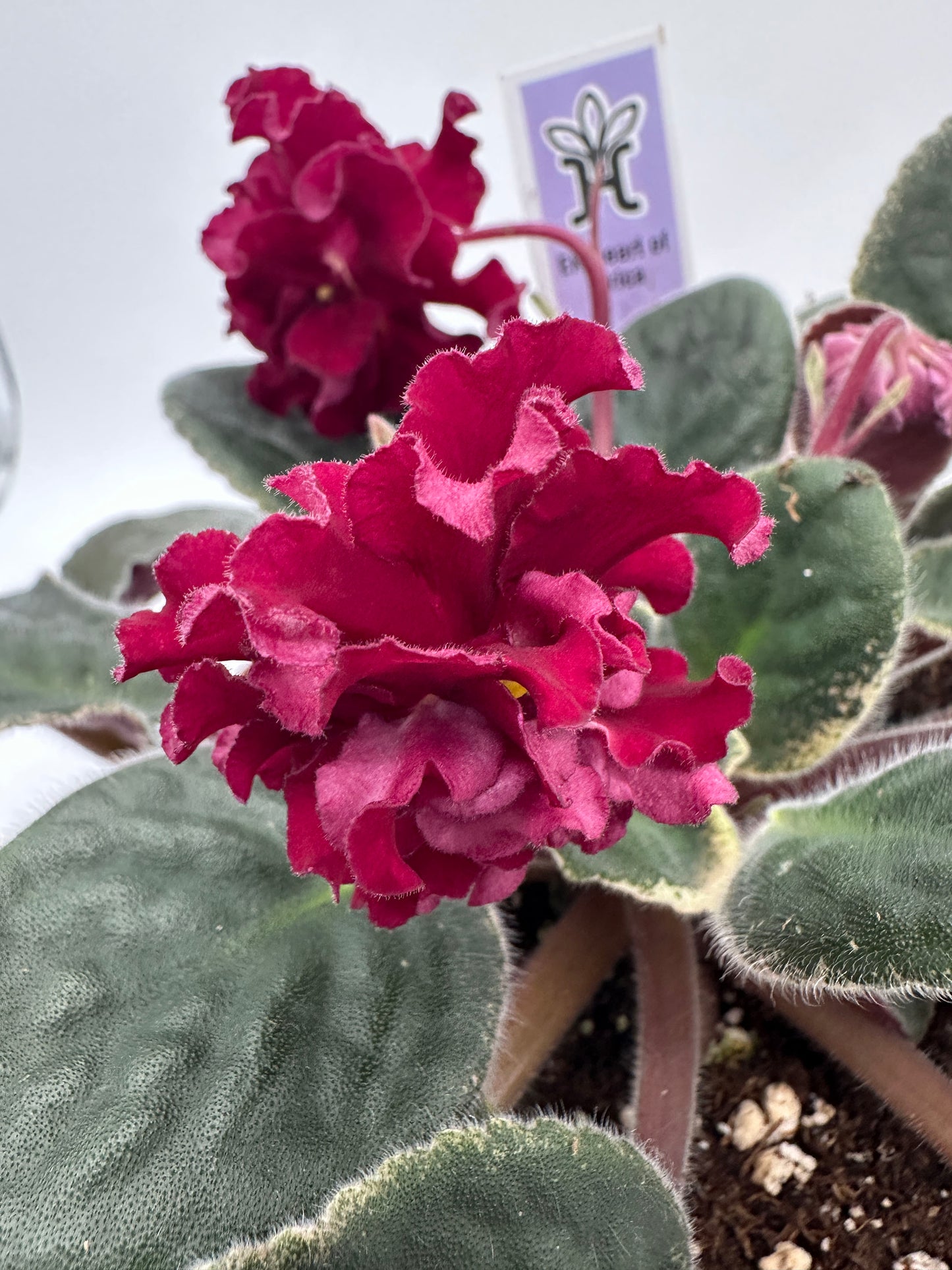 EK Heart of Africa - Live African Violet 6"