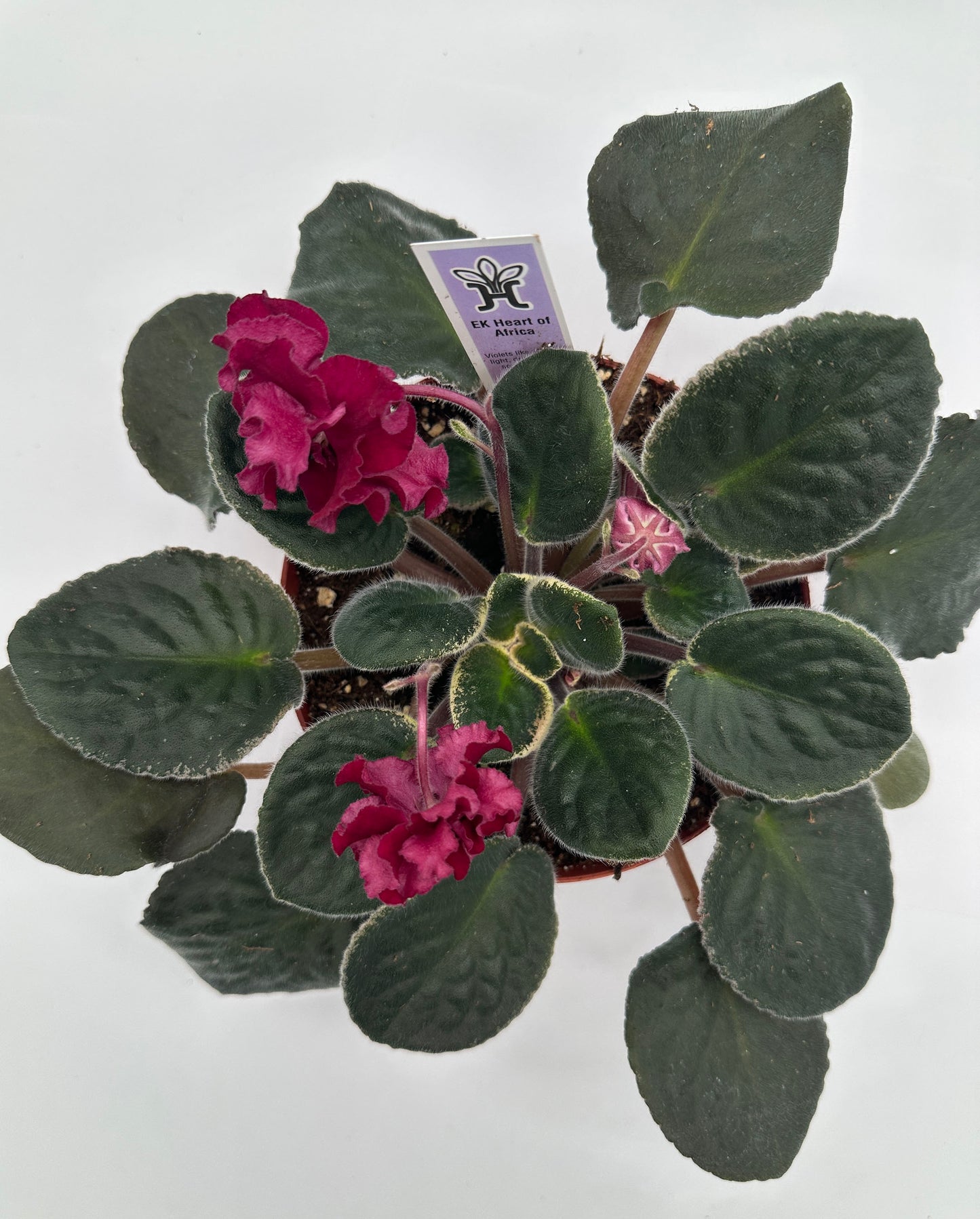 EK Heart of Africa - Live African Violet 6"