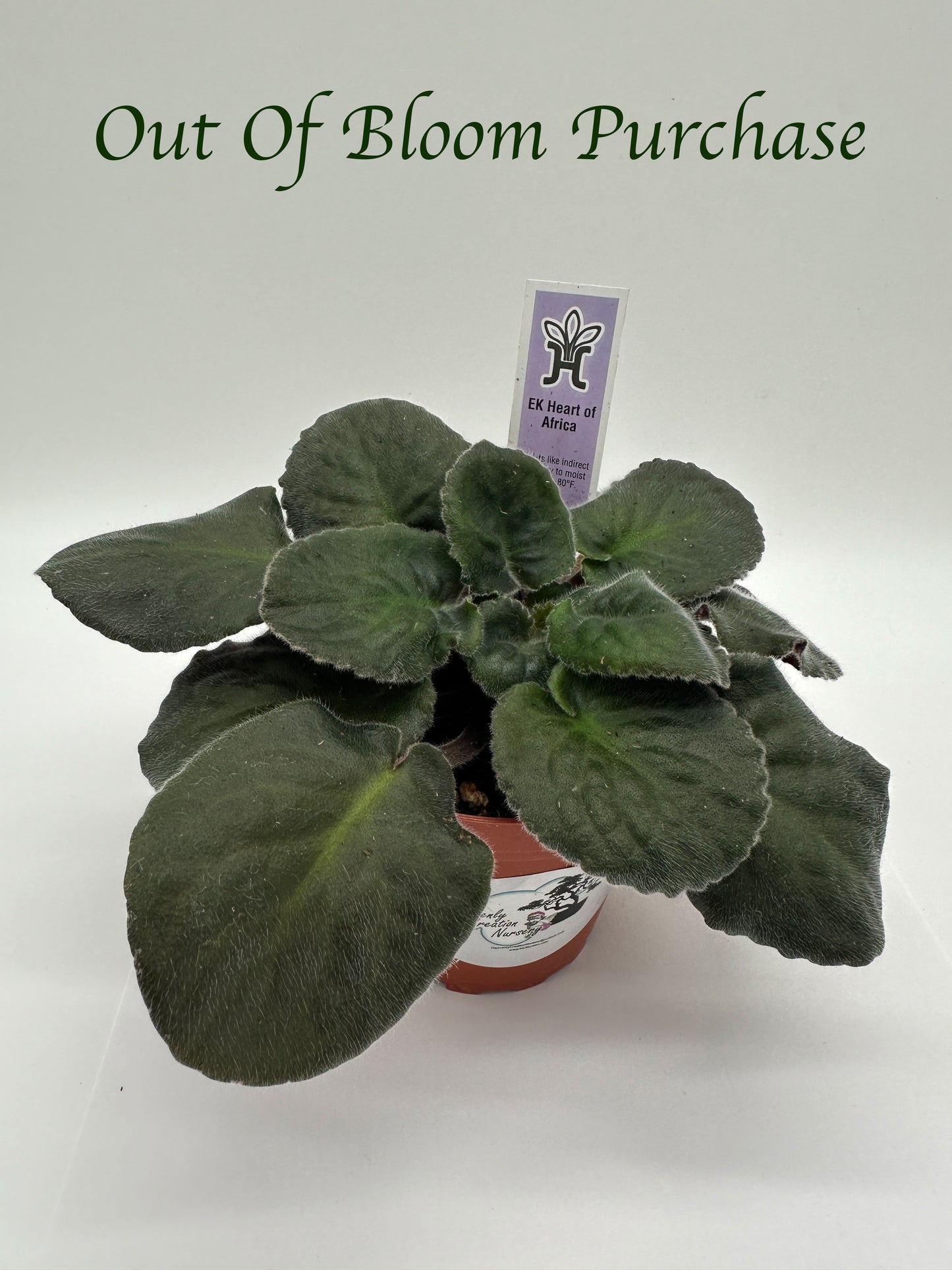 EK Heart of Africa - Live African Violet 4"