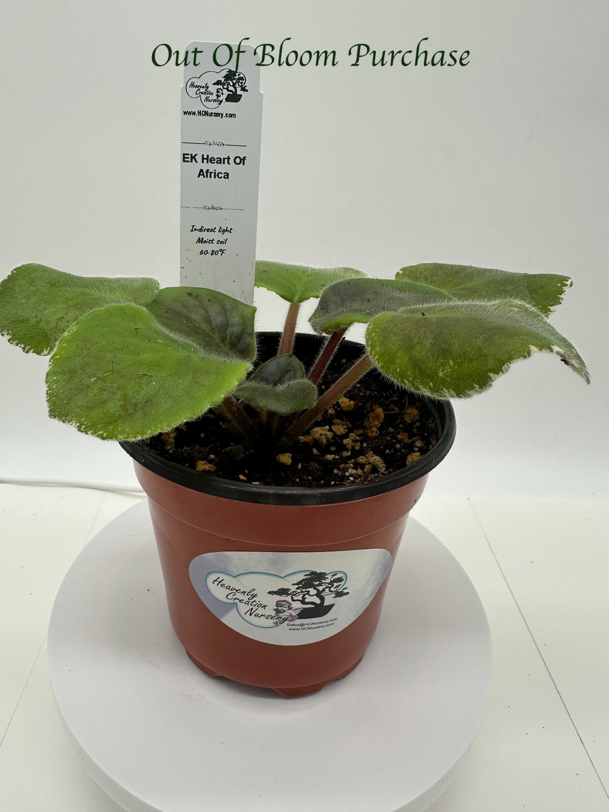 EK Heart of Africa - Live African Violet 4"