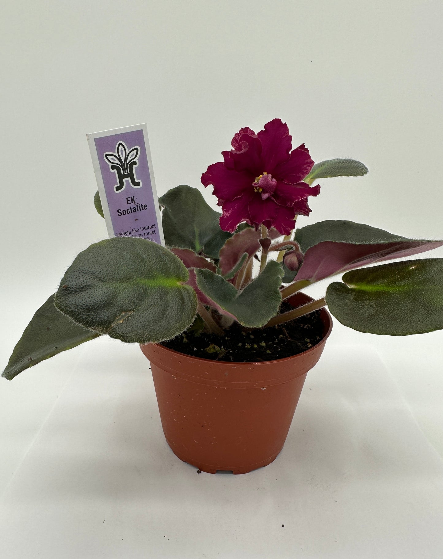 Ek Socialite - Live African Violet 4"
