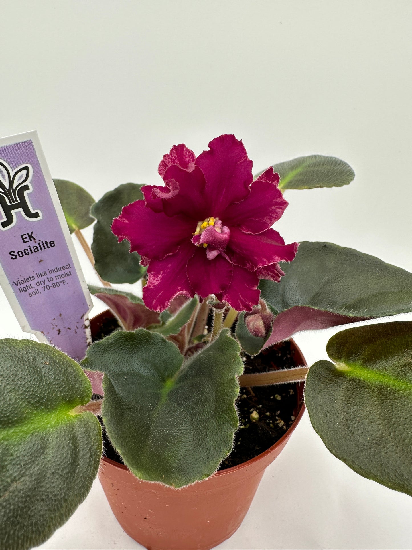 Ek Socialite - Live African Violet 4"