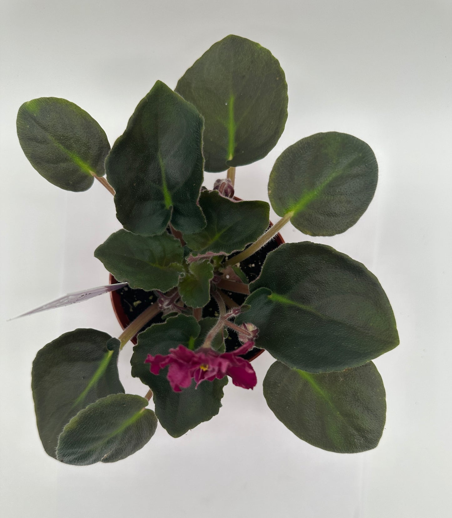 Ek Socialite - Live African Violet 4"