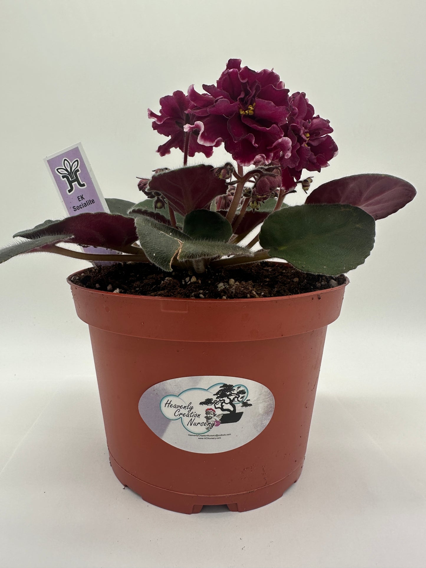 Ek Socialite - Live African Violet 6"