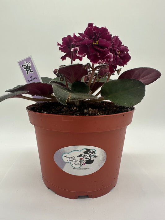 Ek Socialite - Live African Violet 6"
