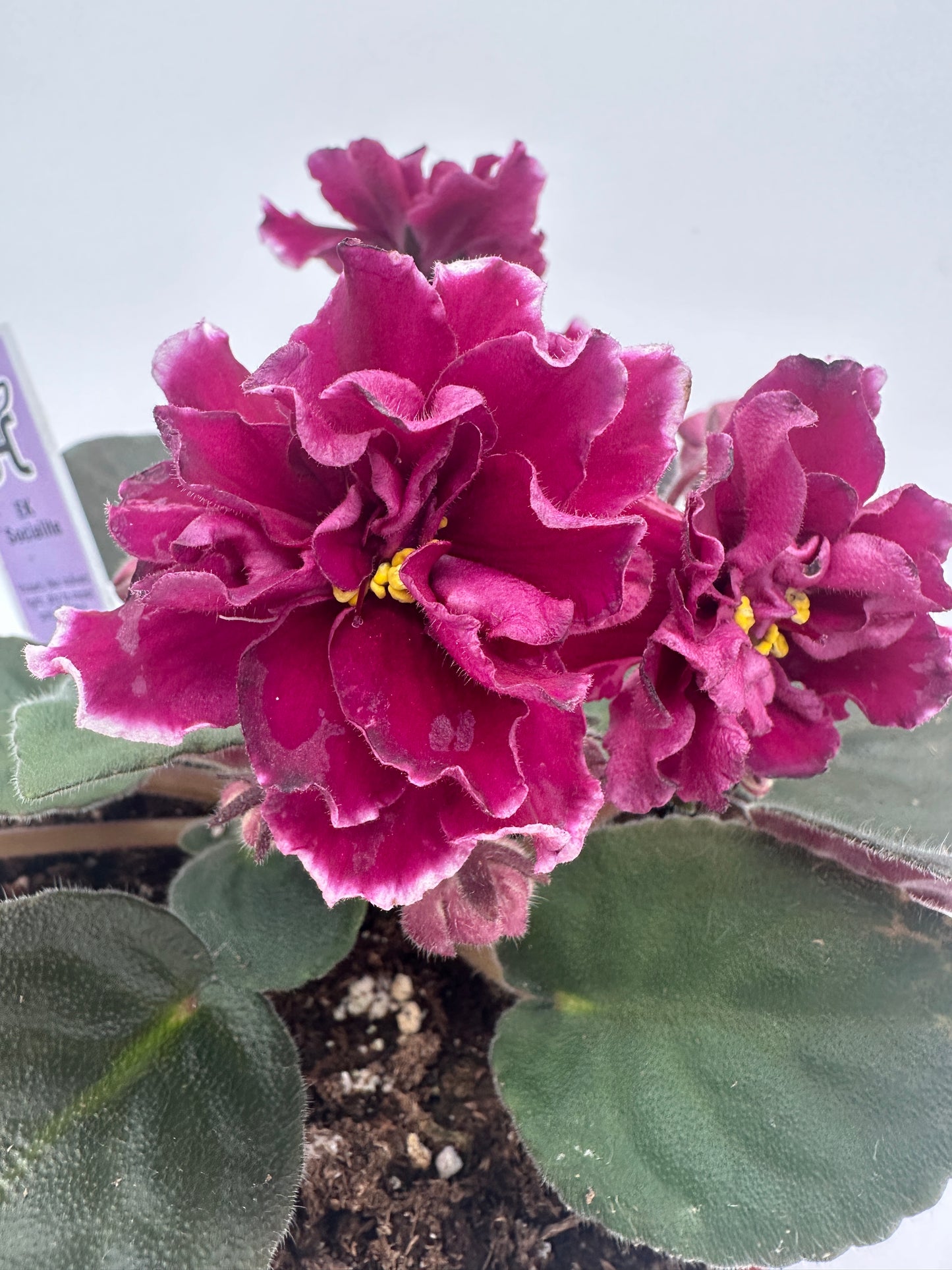 Ek Socialite - Live African Violet 6"