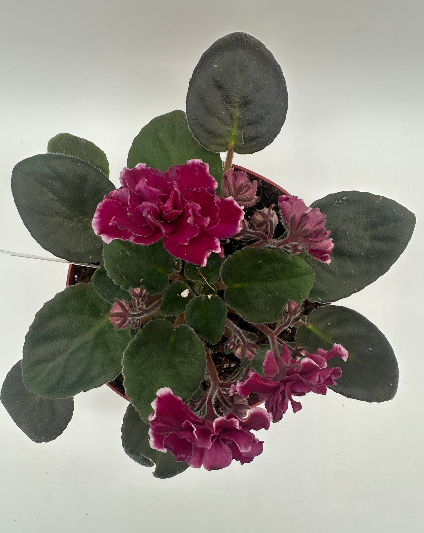 Ek Socialite - Live African Violet 6"