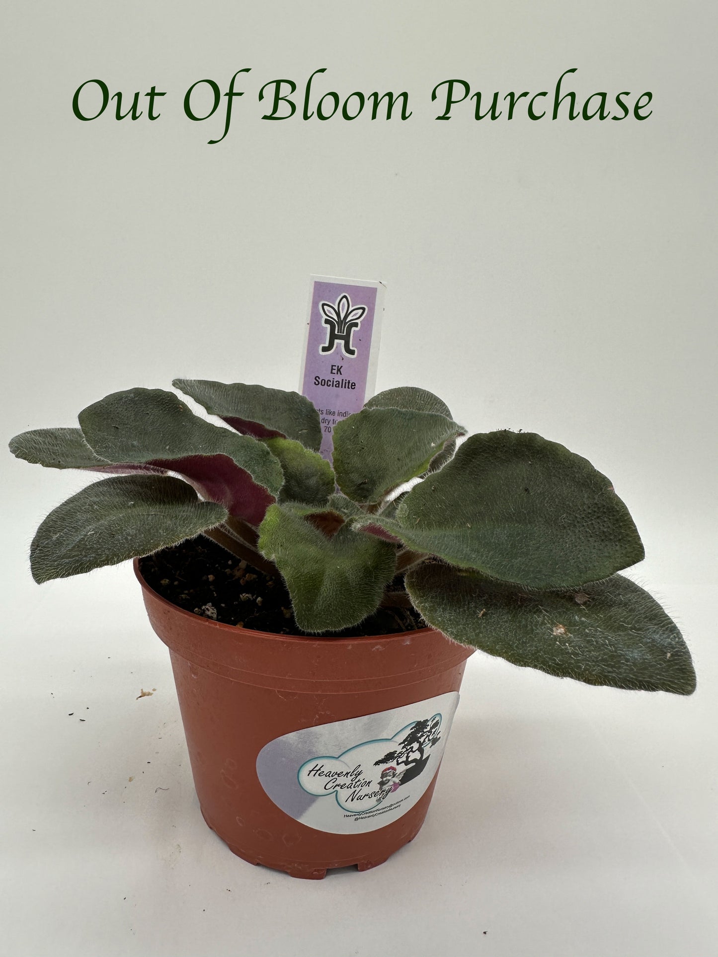 Ek Socialite - Live African Violet 4"