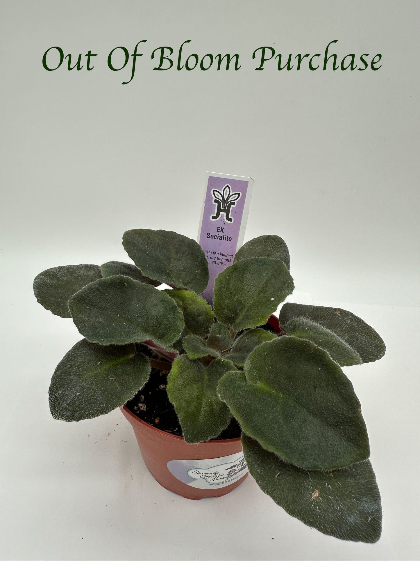 Ek Socialite - Live African Violet 4"