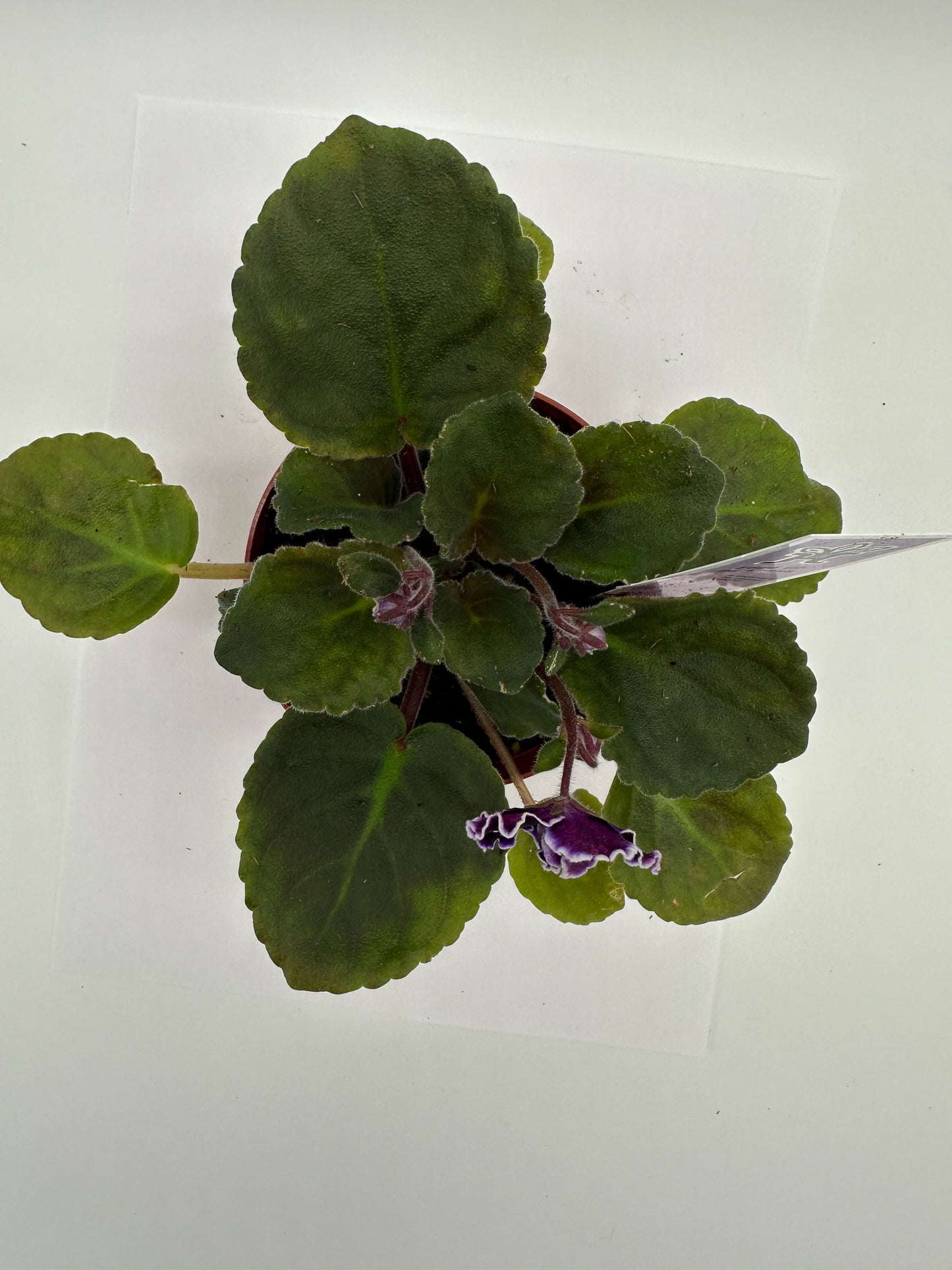 Edge of Darkness - Live African Violet 4"