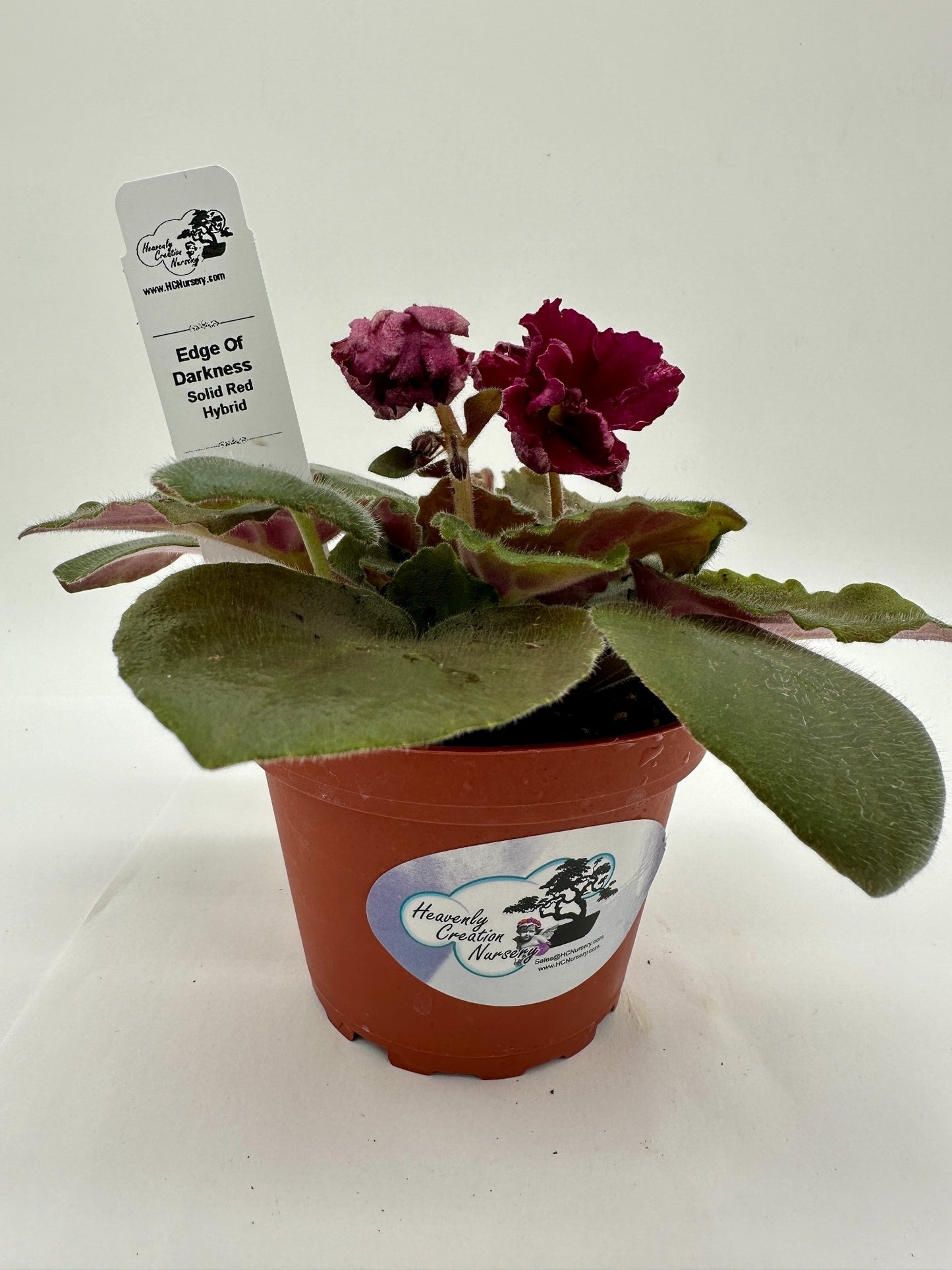 Edge of Darkness - Solid Red Hybrid - Live African Violet 4"