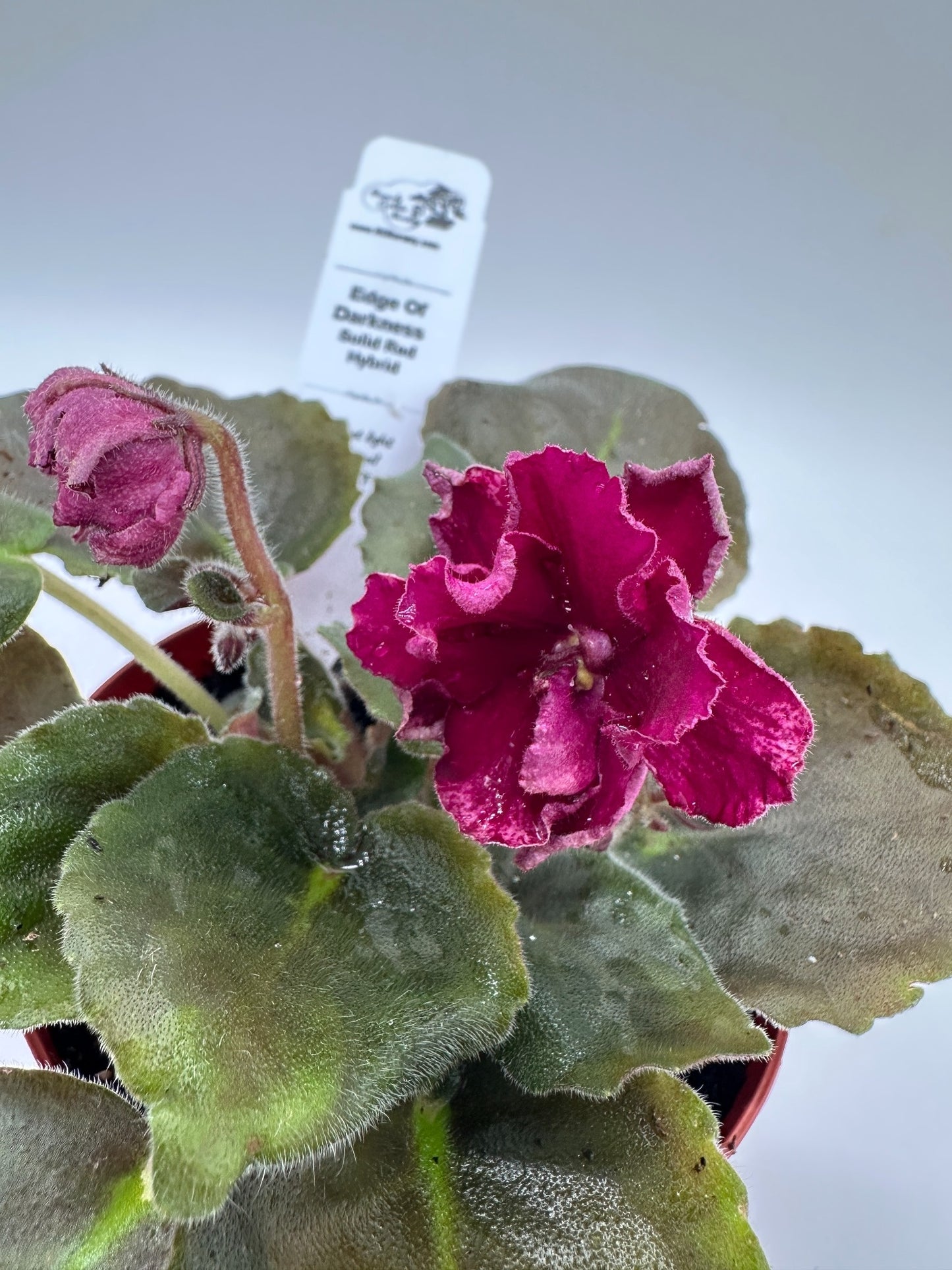 Edge of Darkness - Solid Red Hybrid - Live African Violet 4"