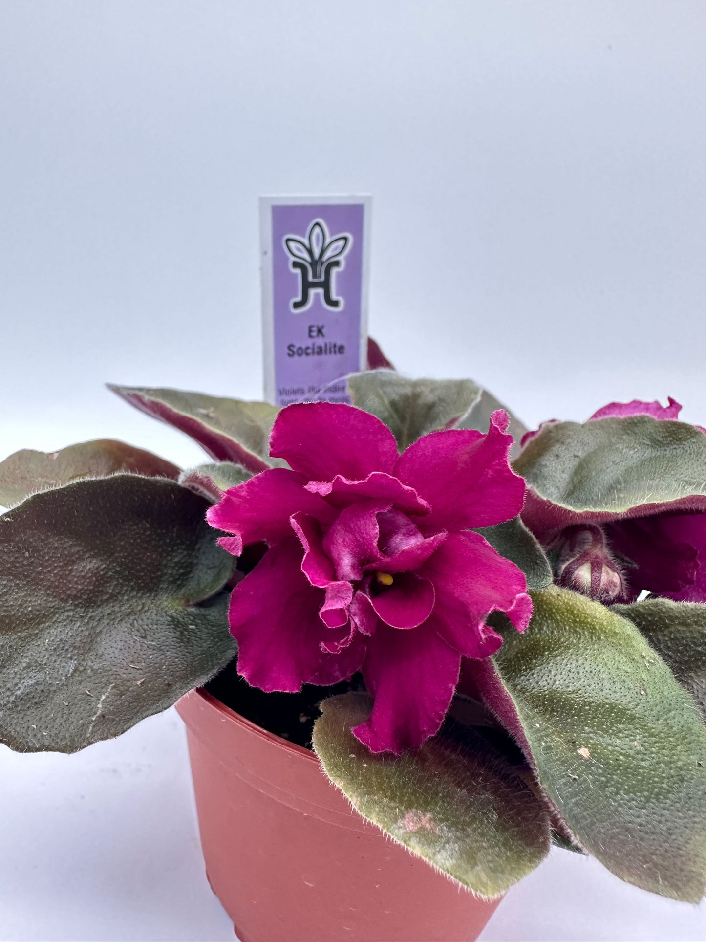 Ek Socialite - Live African Violet 4"