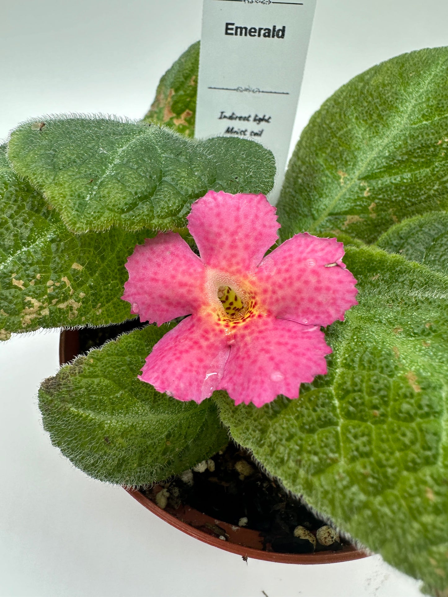 Emerald - Live Episcia 4"