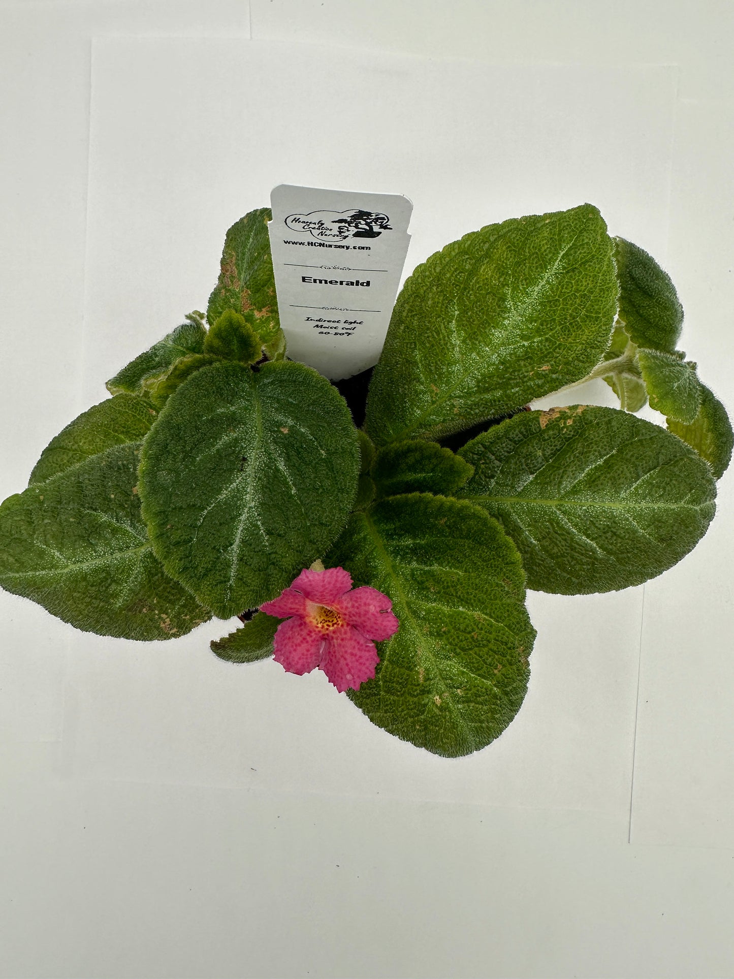 Emerald - Live Episcia 4"