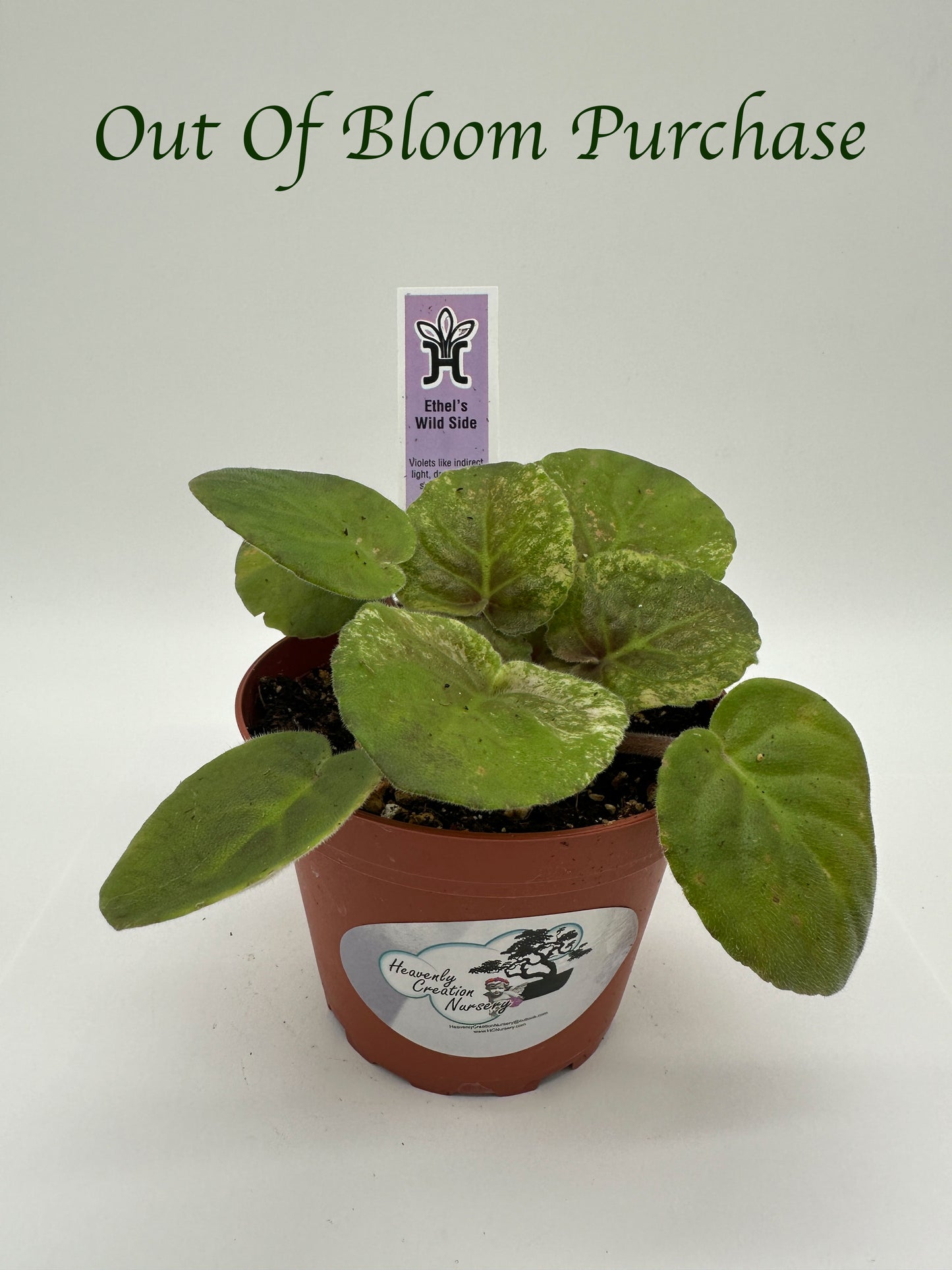 Ethel's Wild Side - Live African Violet 4"