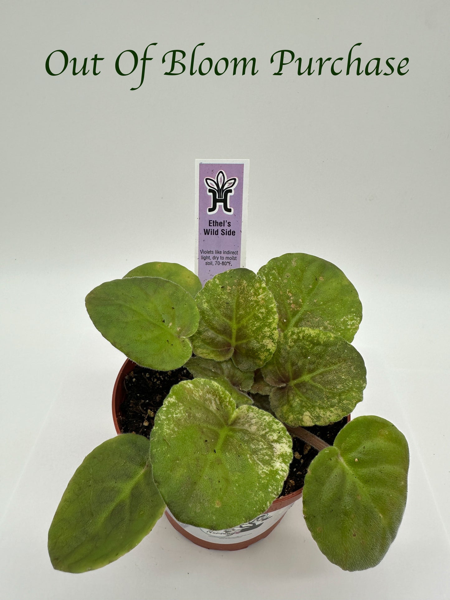 Ethel's Wild Side - Live African Violet 4"