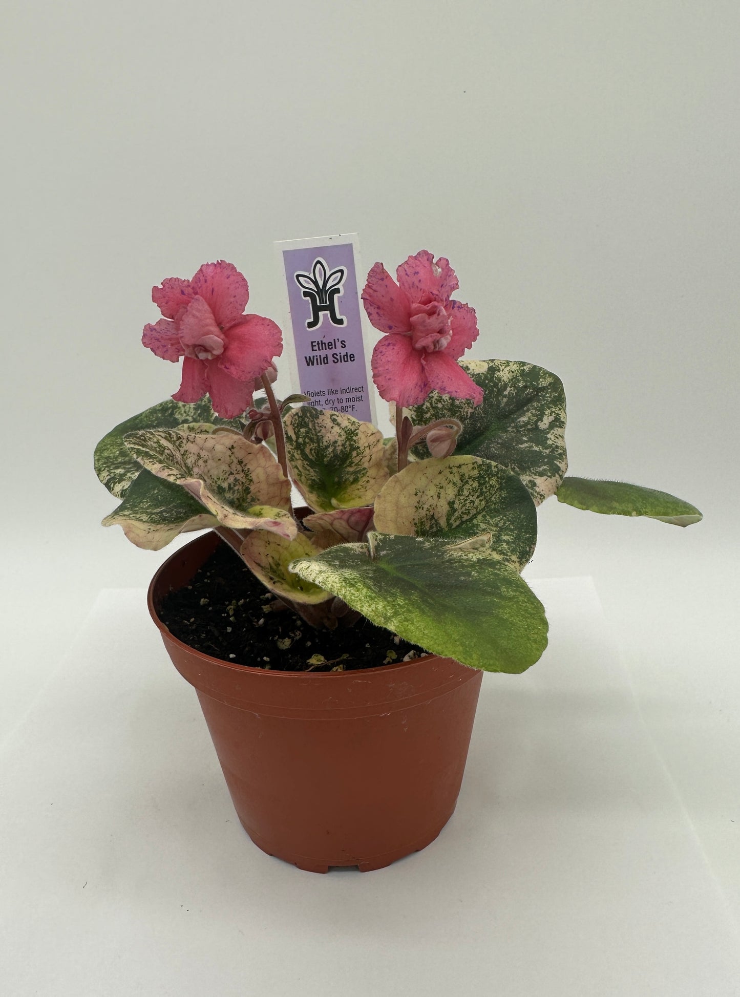 Ethel's Wild Side - Live African Violet 4"