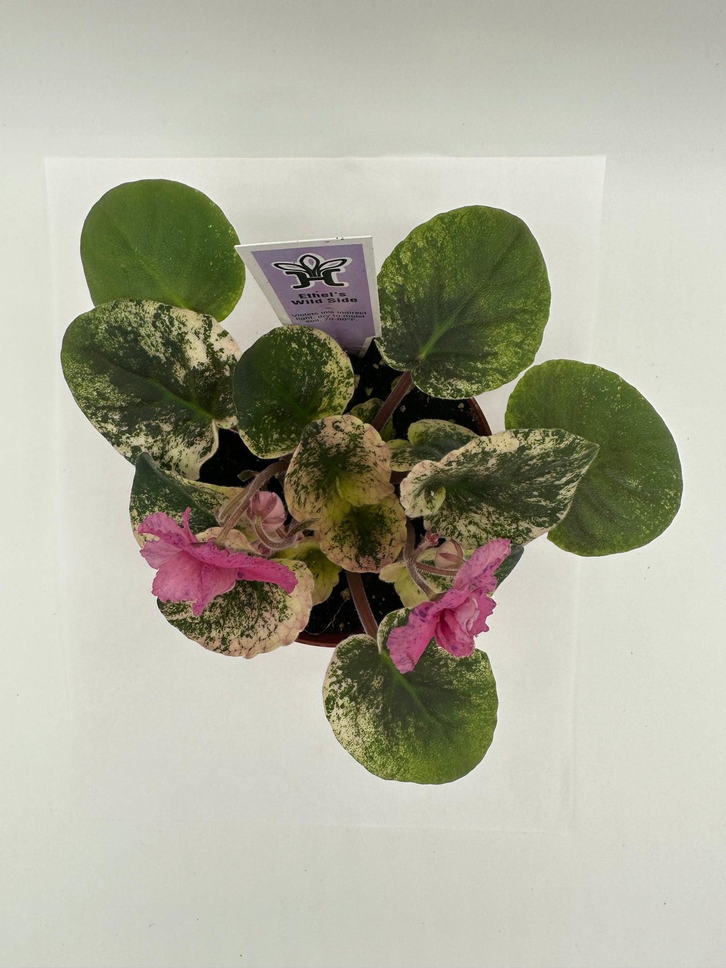 Ethel's Wild Side - Live African Violet 4"